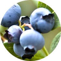Blueberry image